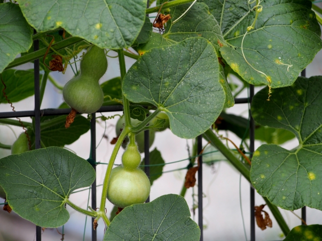 ひょうたんの植え付け方法（植え付け時期：5月） | 野菜の育て方・栽培